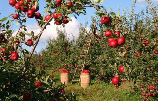 Godrej Ascend Amenities - Fruit Orchard & Herbal Organic Garden